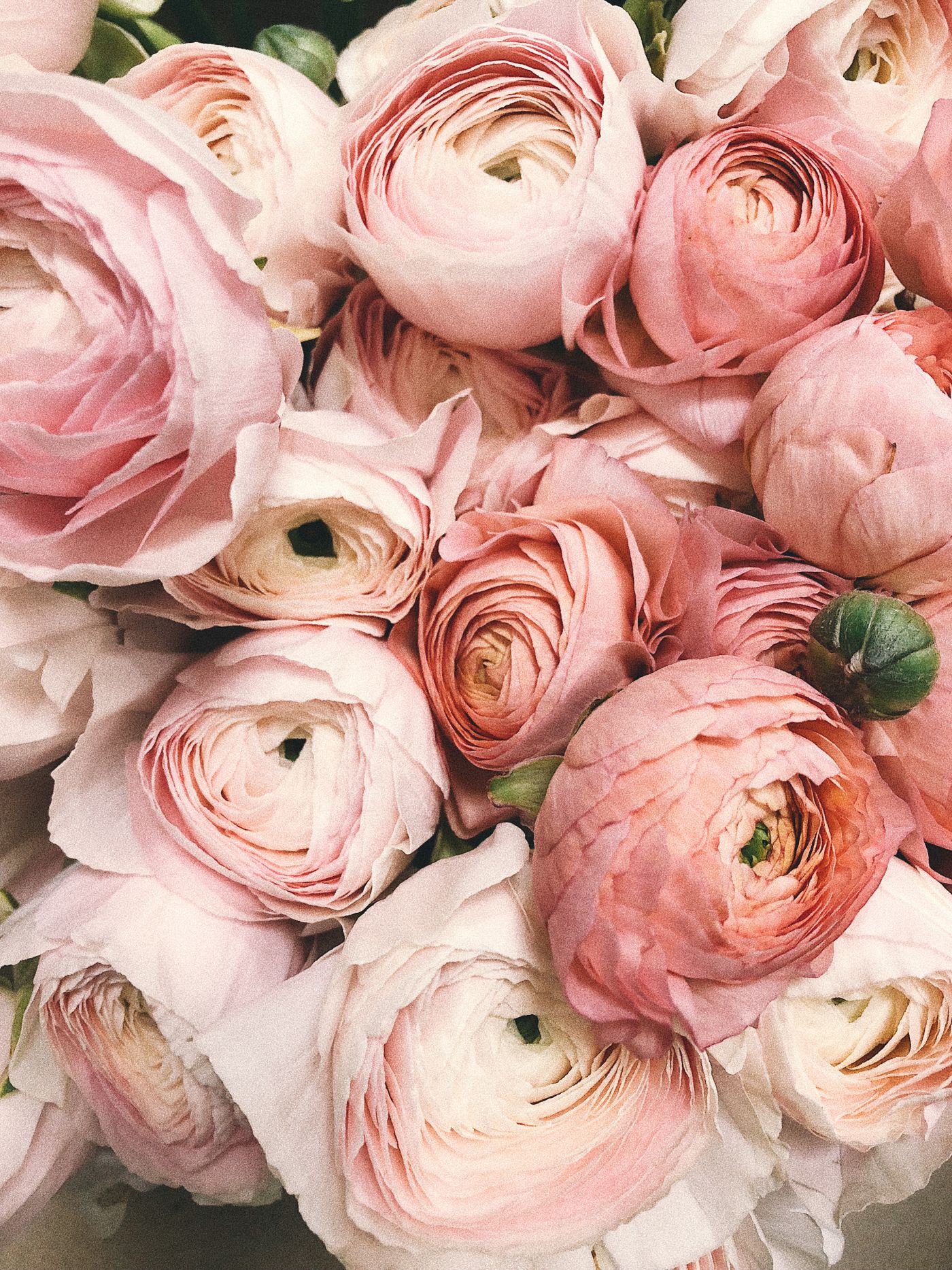 Cut flowers wrapped in paper. Cut Stem.