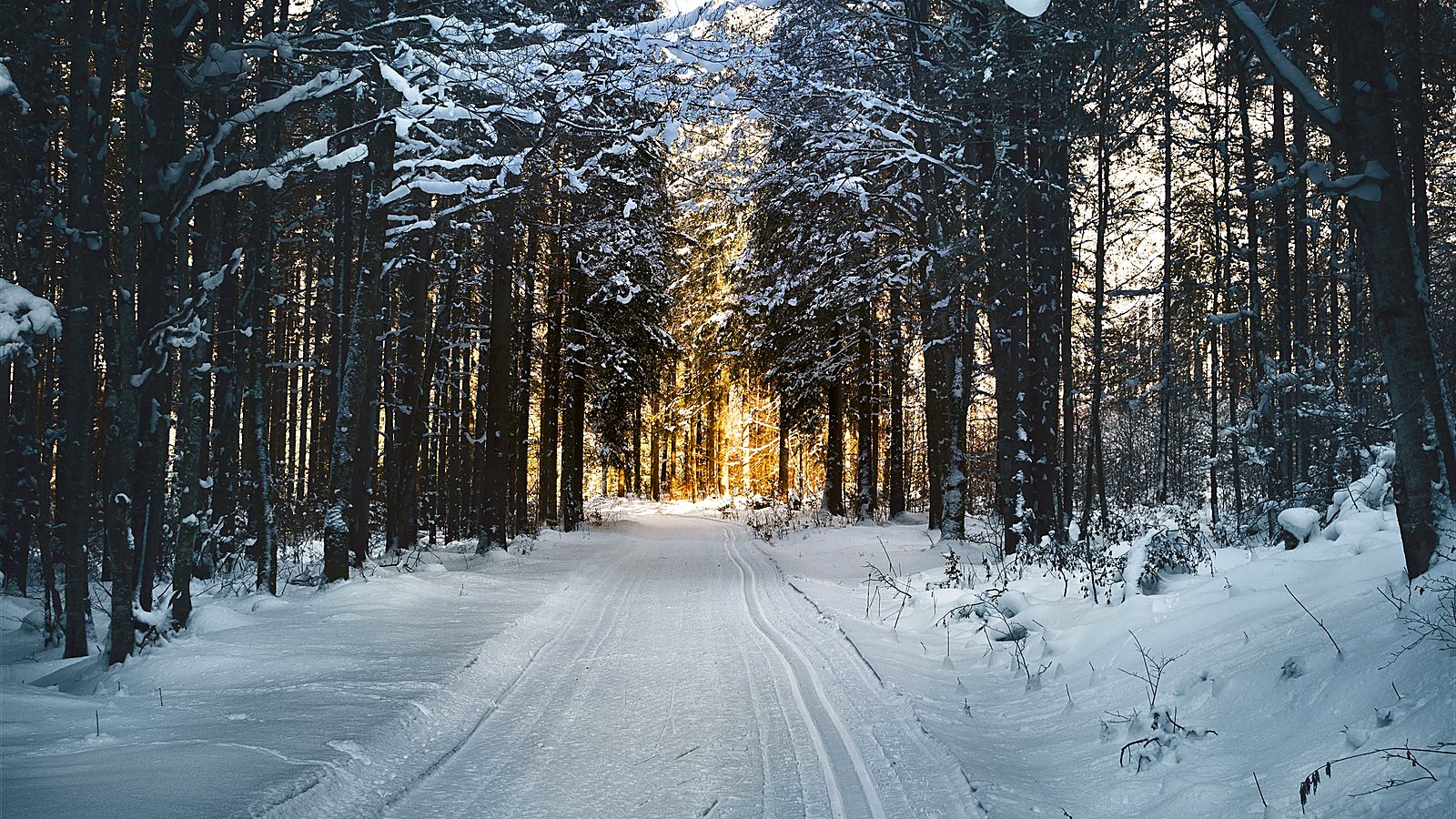 Quiet snowy winter path through evergreens.